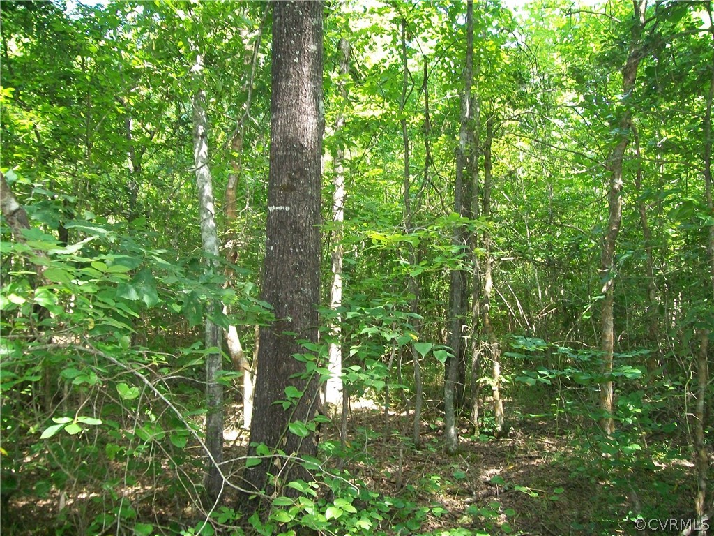 Tbd Tranquility Lane Sutherland, VA 23885 - Photo 28 of 35 a view of a lush green forest