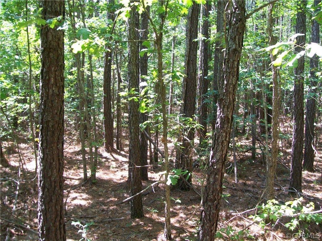 Tbd Tranquility Lane Sutherland, VA 23885 - Photo 32 of 35 a view of tree