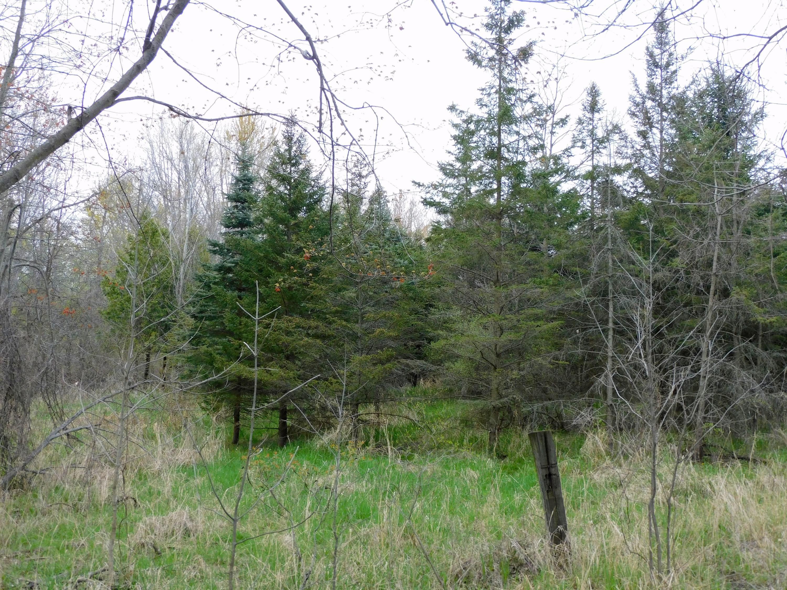 0 Garrison Road Laingsburg, MI 48848 - Photo 23 of 31 Mature spruce