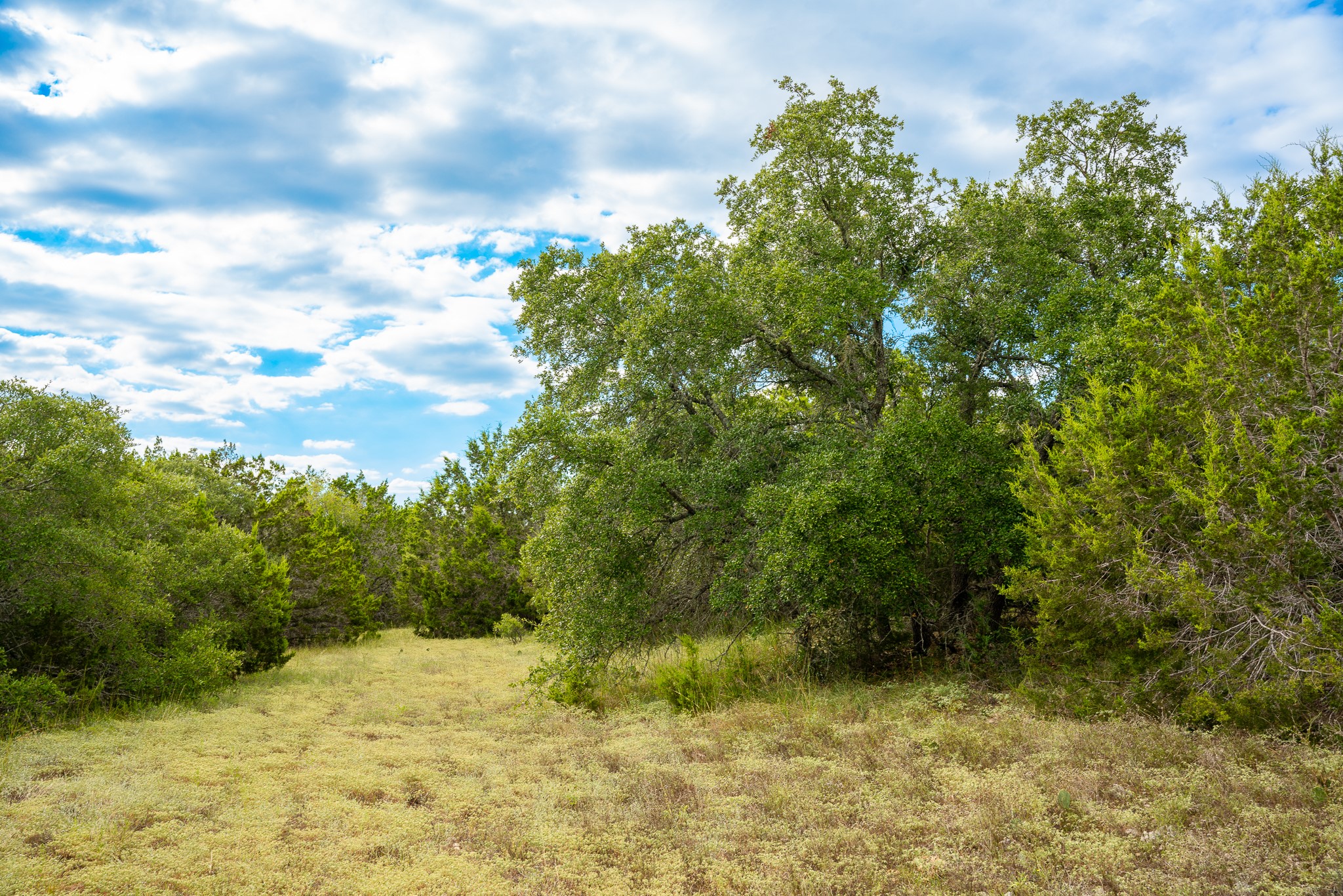 31171 Ranch Road 12 Dripping Springs, TX 78620 - Photo 18 of 21 a view of a yard