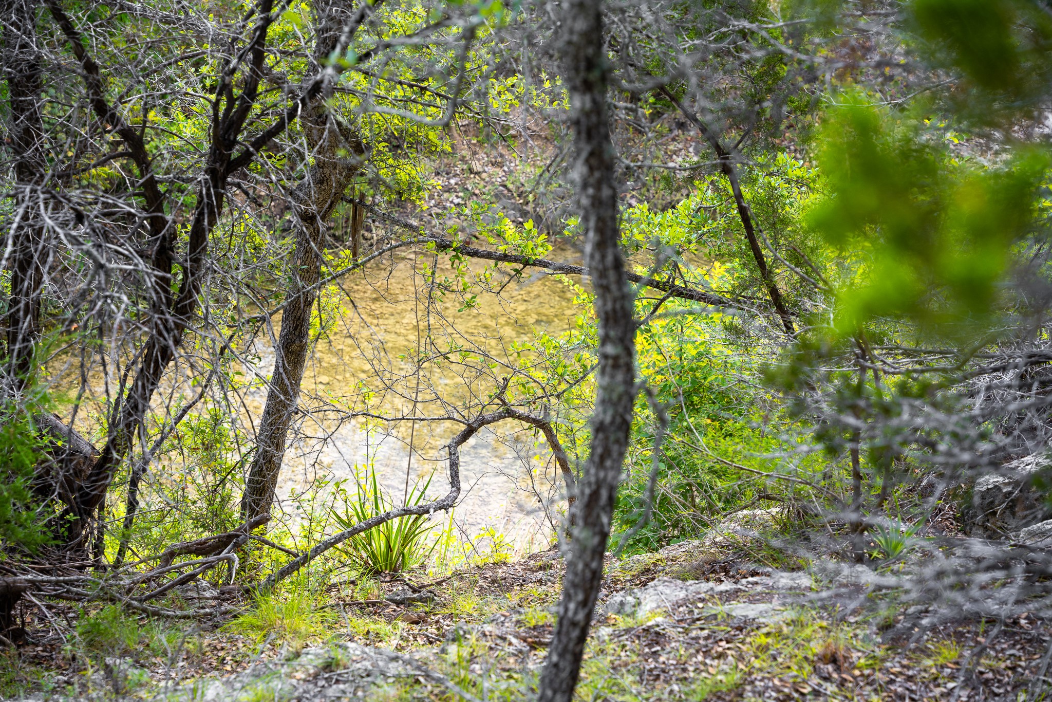 31171 Ranch Road 12 Dripping Springs, TX 78620 - Photo 20 of 21 a backyard of a house with lots of trees
