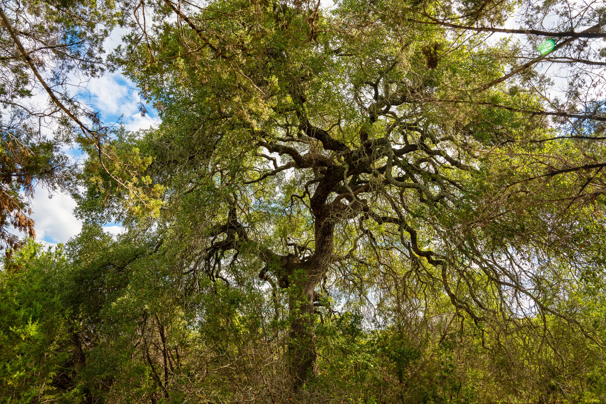 31171 Ranch Road 12 Dripping Springs, TX 78620 - Photo 21 of 21 a view of a tree