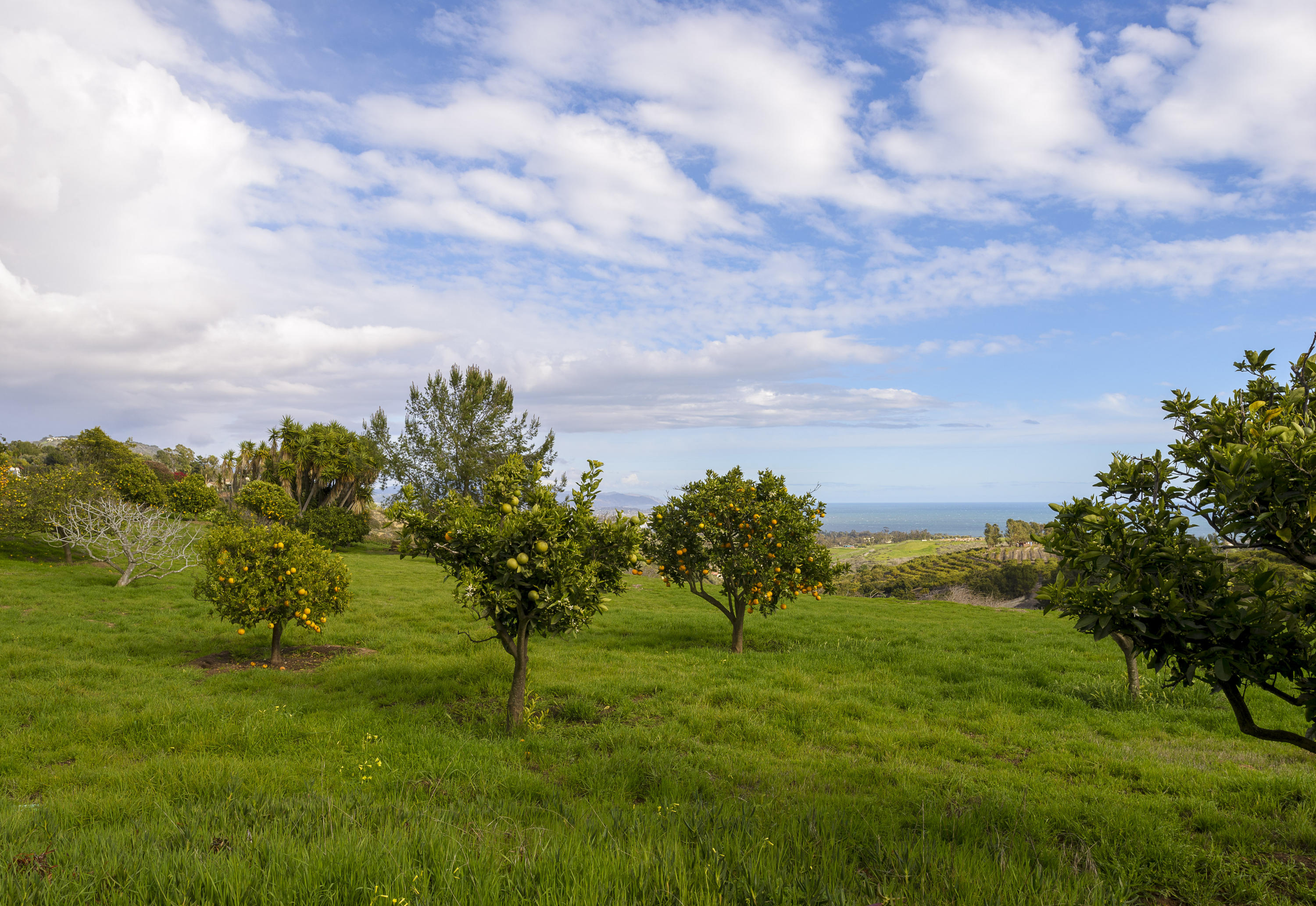 430 Ortega Ridge Road Santa Barbara, CA 93108 - Photo 21 of 24 Orchard