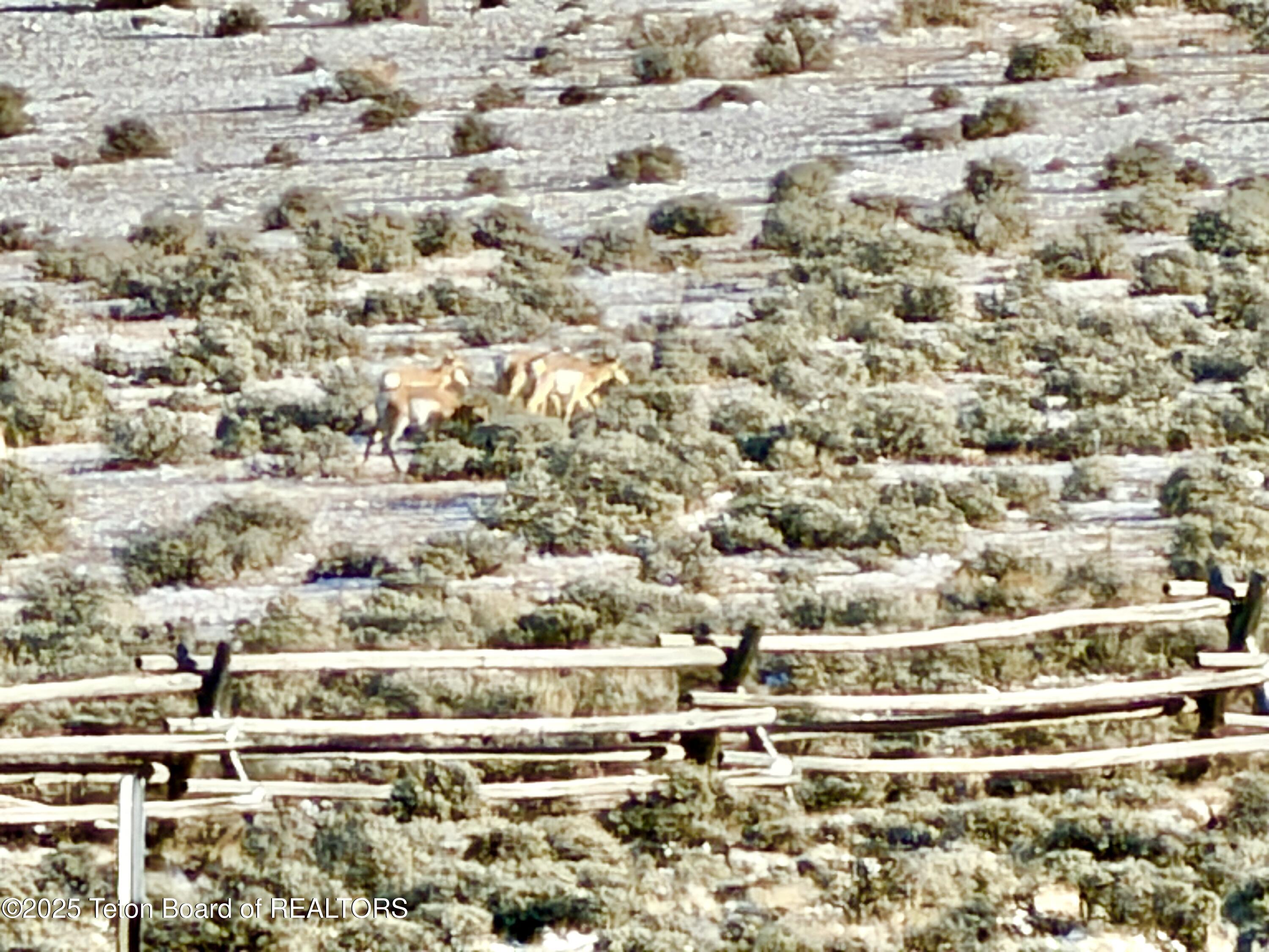 Lot 4 Bald Mountain Road Dubois, WY 82513 - Photo 15 of 18 Pronghorn