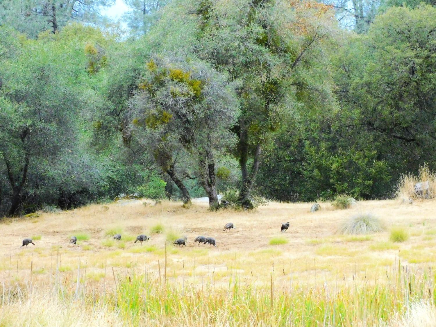 5383 Dream Ranch Circle Placerville, CA 95667 - Photo 61 of 91 a view of a yard covered in snow