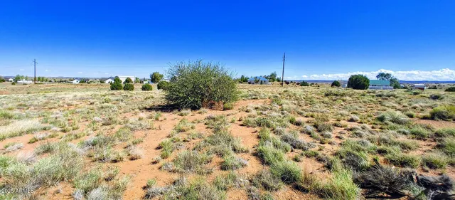 a view of a dry yard with trees