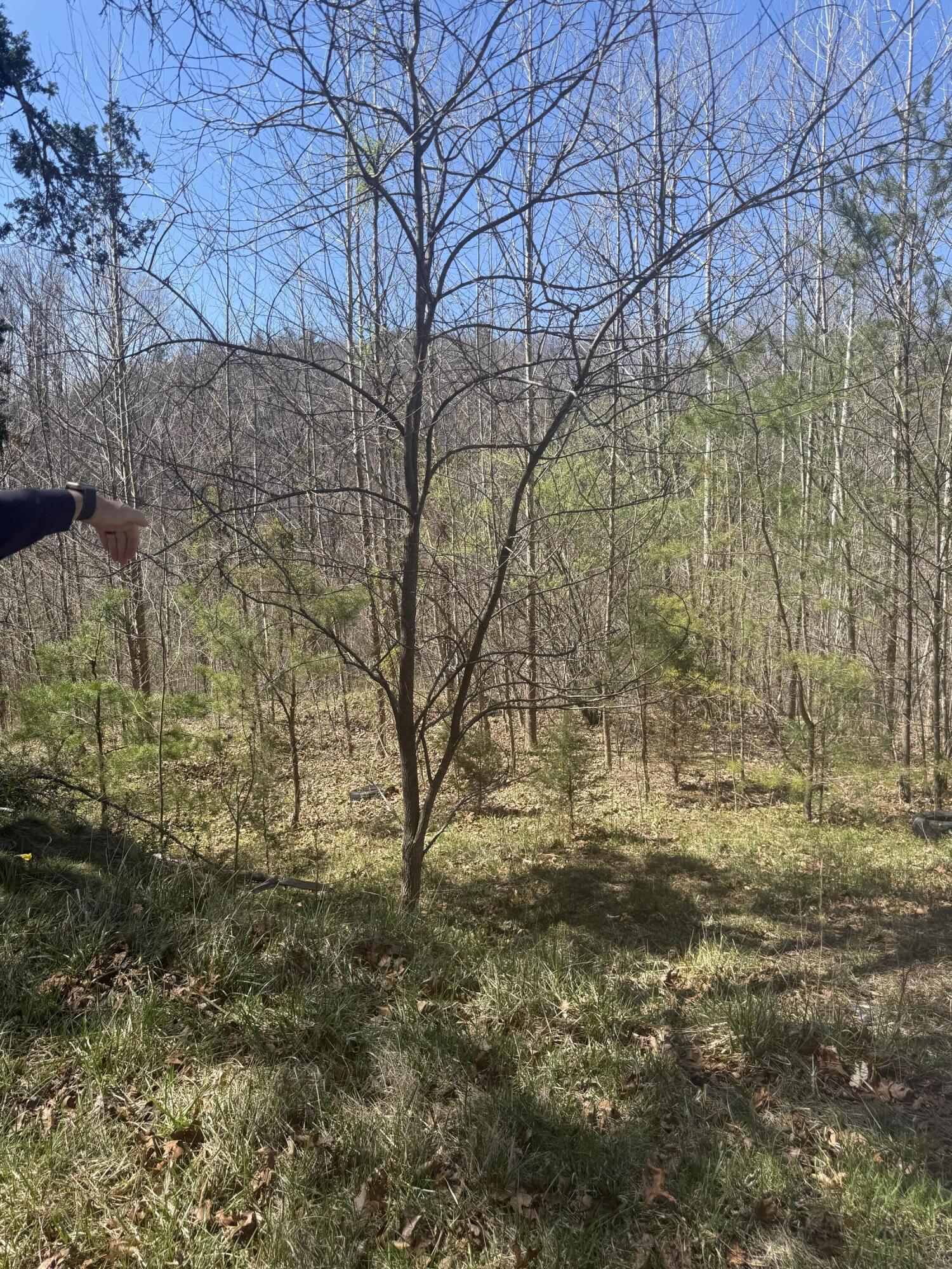0 Narrow Passage Road Eagle Rock, VA 24085 - Photo 13 of 20 IMG_2024