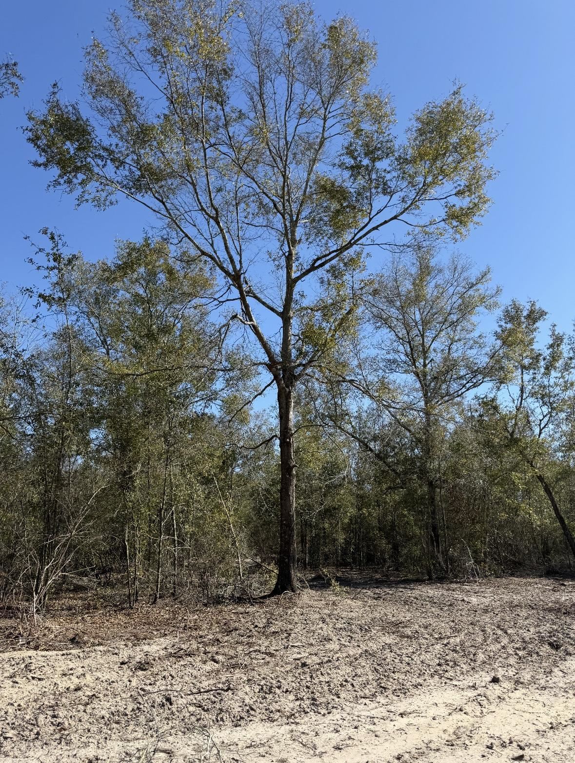 2 Highway 90 Holt, FL 32564 - Photo 9 of 15