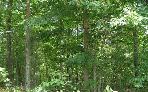 5 Red Oak Acres Blue Ridge Blue Ridge, GA 30513 - Photo 1 of 1 Main View