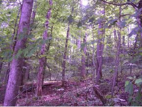 0 Ogle Road Unicoi, TN 37692 - Photo 1 of 4 Photo 1