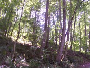0 Ogle Road Unicoi, TN 37692 - Photo 3 of 4 Photo 3