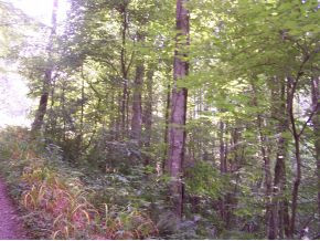 0 Ogle Road Unicoi, TN 37692 - Photo 4 of 4 Photo 4