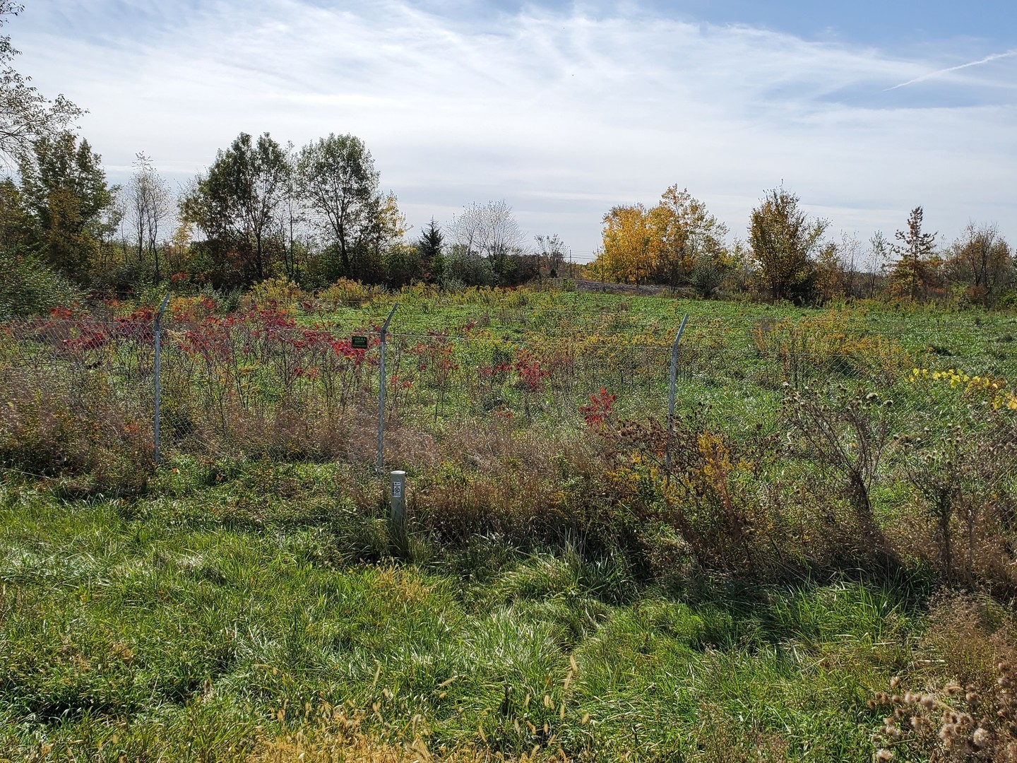 a view of a green field with lots of bushes