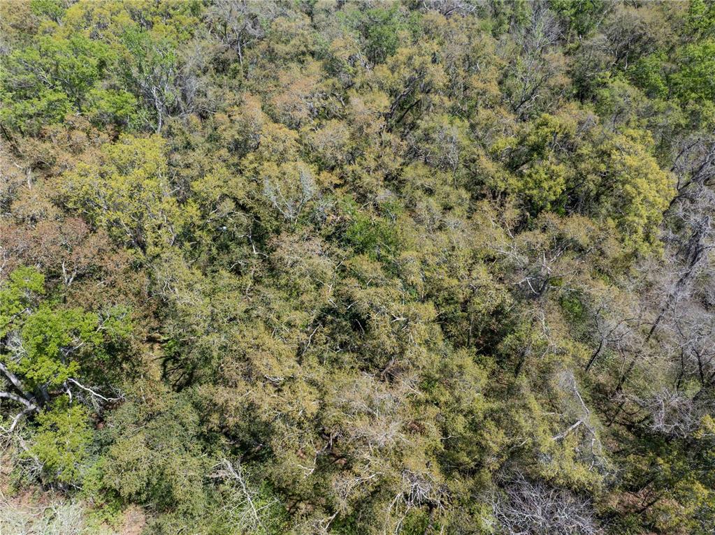 9311 86th Street Live Oak, FL 32060 - Photo 11 of 12 a view of a field of grass and trees