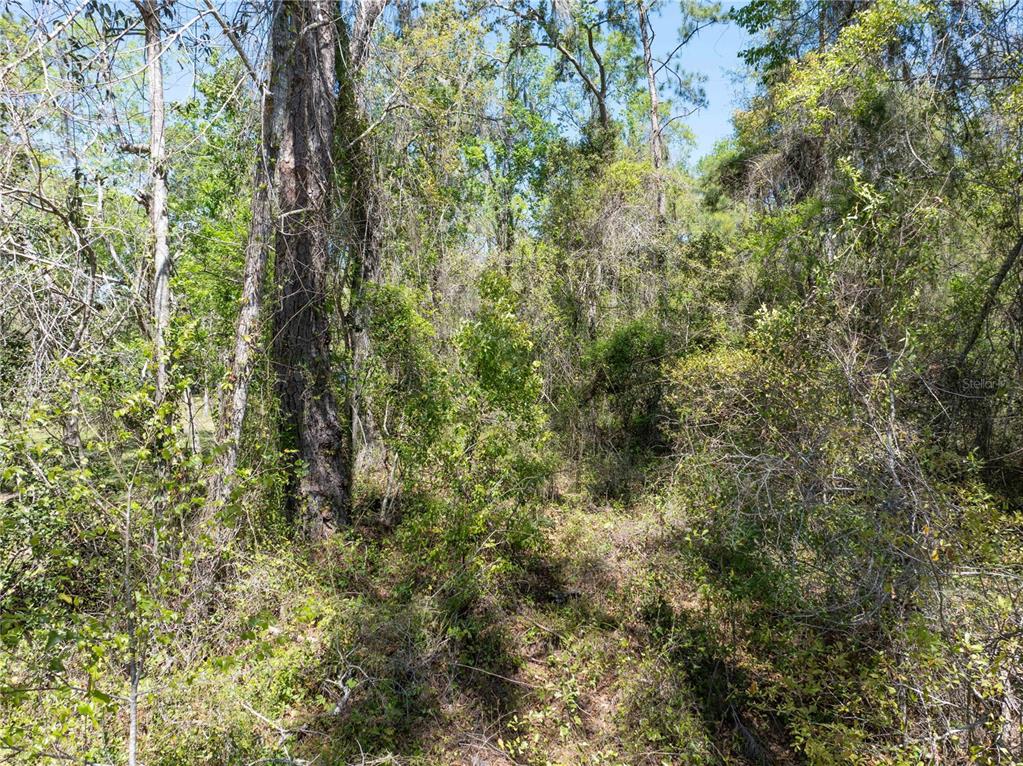 9311 86th Street Live Oak, FL 32060 - Photo 12 of 12 a view of a yard with a tree