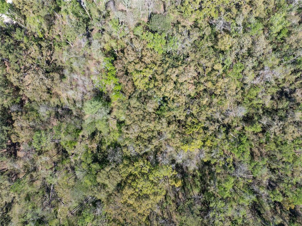 9311 86th Street Live Oak, FL 32060 - Photo 10 of 12 a view of a tree