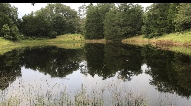 a view of a large body of water with a large tree