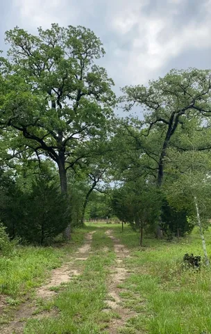 a view of a forest with water fountain