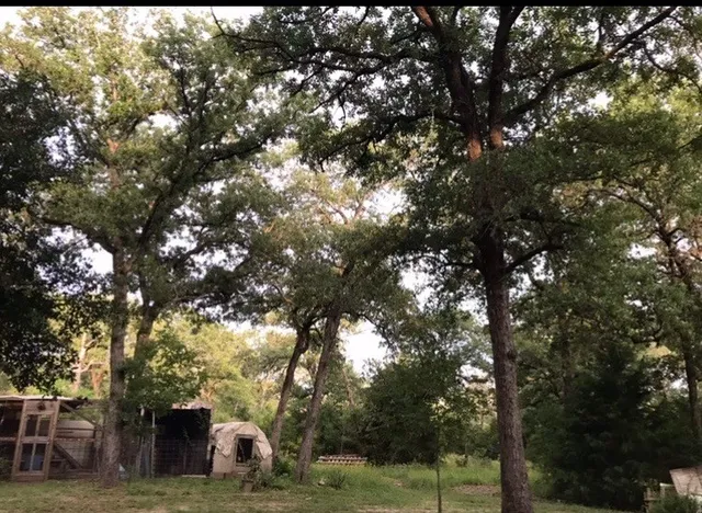 a view of a dry space with lots of plants and covered with trees