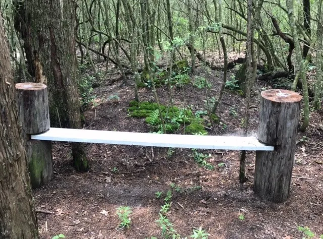 a view of flowers in a yard