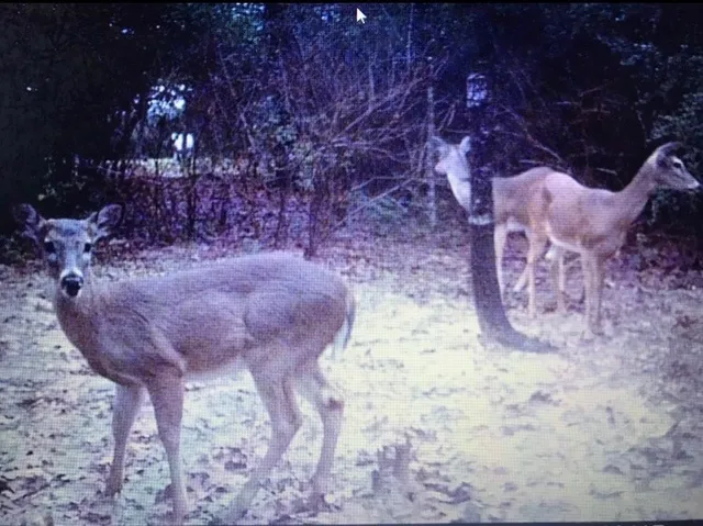 $525,000 | 1803 Doe Run Drive, Waelder, TX 78959