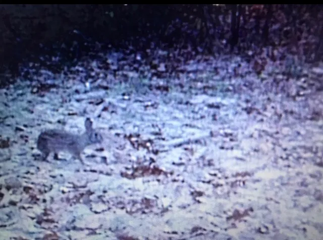 $525,000 | 1803 Doe Run Drive, Waelder, TX 78959