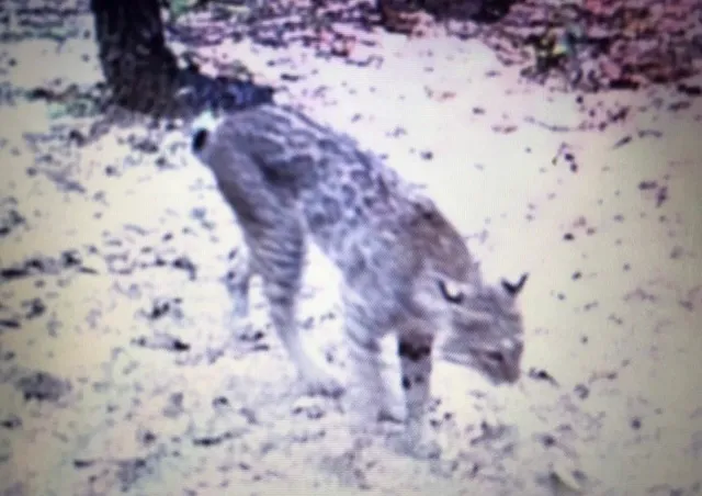 $525,000 | 1803 Doe Run Drive, Waelder, TX 78959