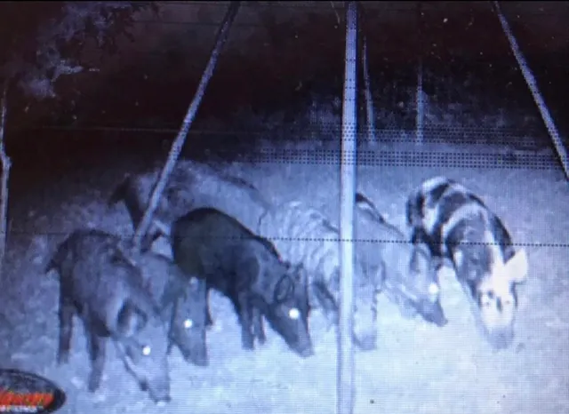 $525,000 | 1803 Doe Run Drive, Waelder, TX 78959