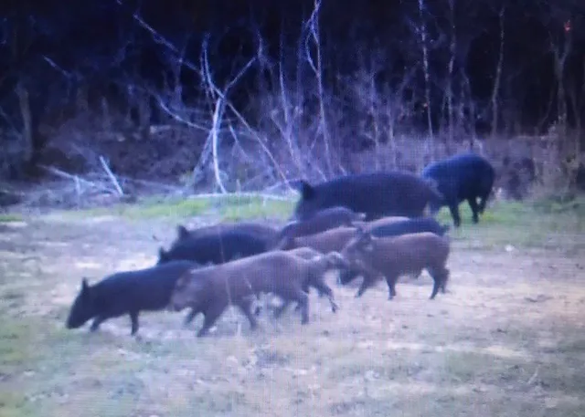 $525,000 | 1803 Doe Run Drive, Waelder, TX 78959