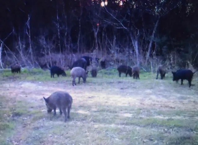 $525,000 | 1803 Doe Run Drive, Waelder, TX 78959