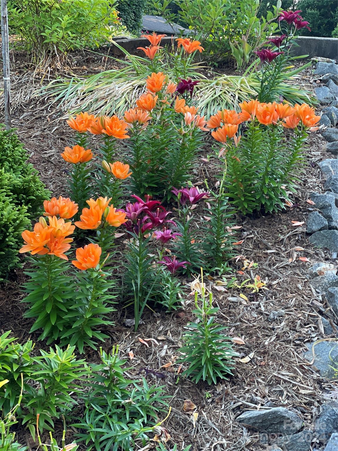 101 Independence Trail Morganton, NC 28655 - Photo 7 of 45 a view of a flower arrangement in a garden