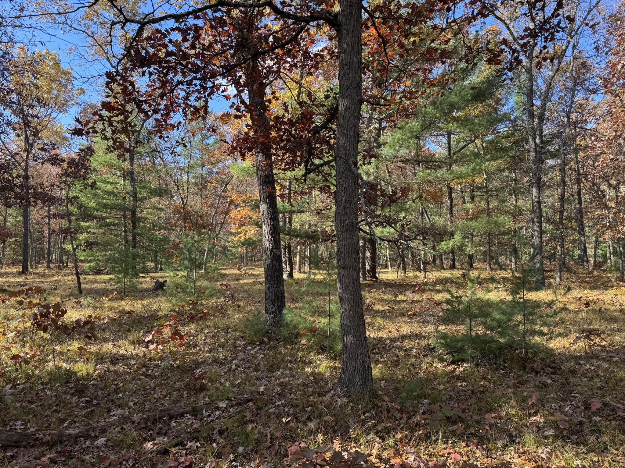 11 County Line Road Manistee, MI 49660 - Photo 3 of 5 IMG_1416