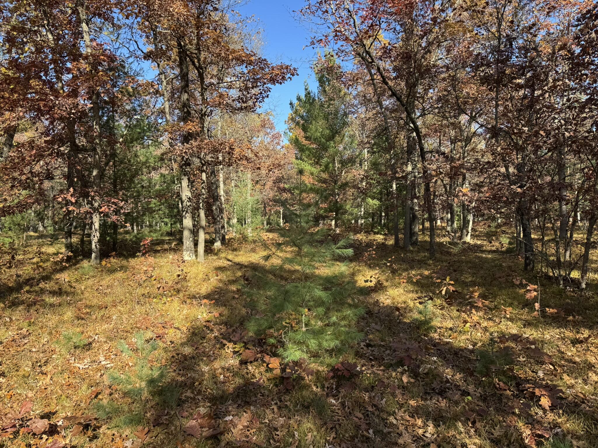 11 County Line Road Manistee, MI 49660 - Photo 4 of 5 IMG_1417