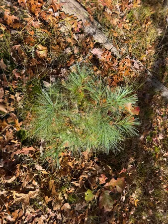 $33,500 | 11 County Line Road, Manistee, MI 49660