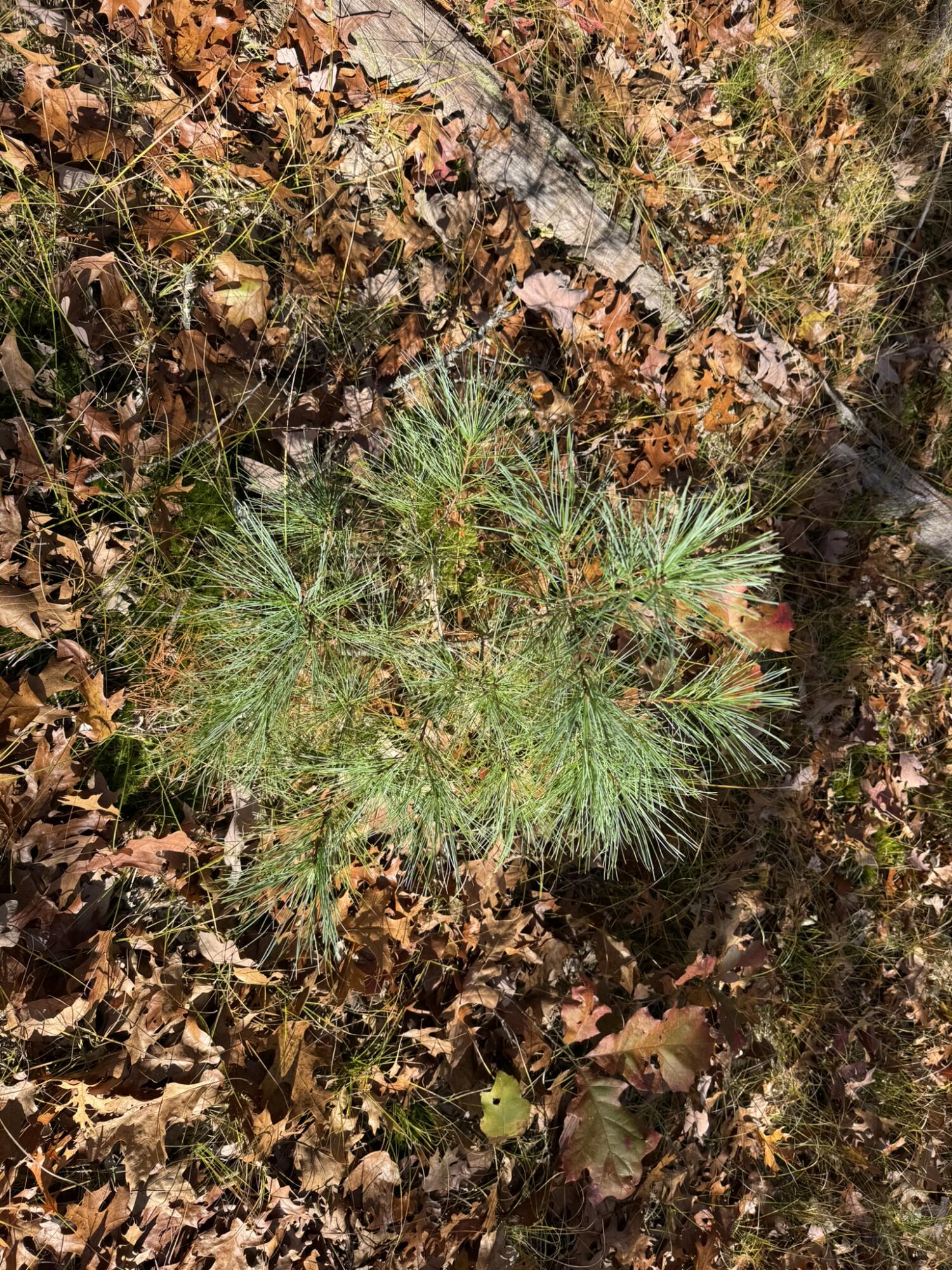 11 County Line Road Manistee, MI 49660 - Photo 5 of 5 IMG_1414