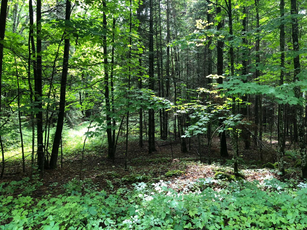Lot #4 Columbus Lake Road, Unit ON Eagle River, WI 54521 - Photo 19 of 19 Gallery Image 19