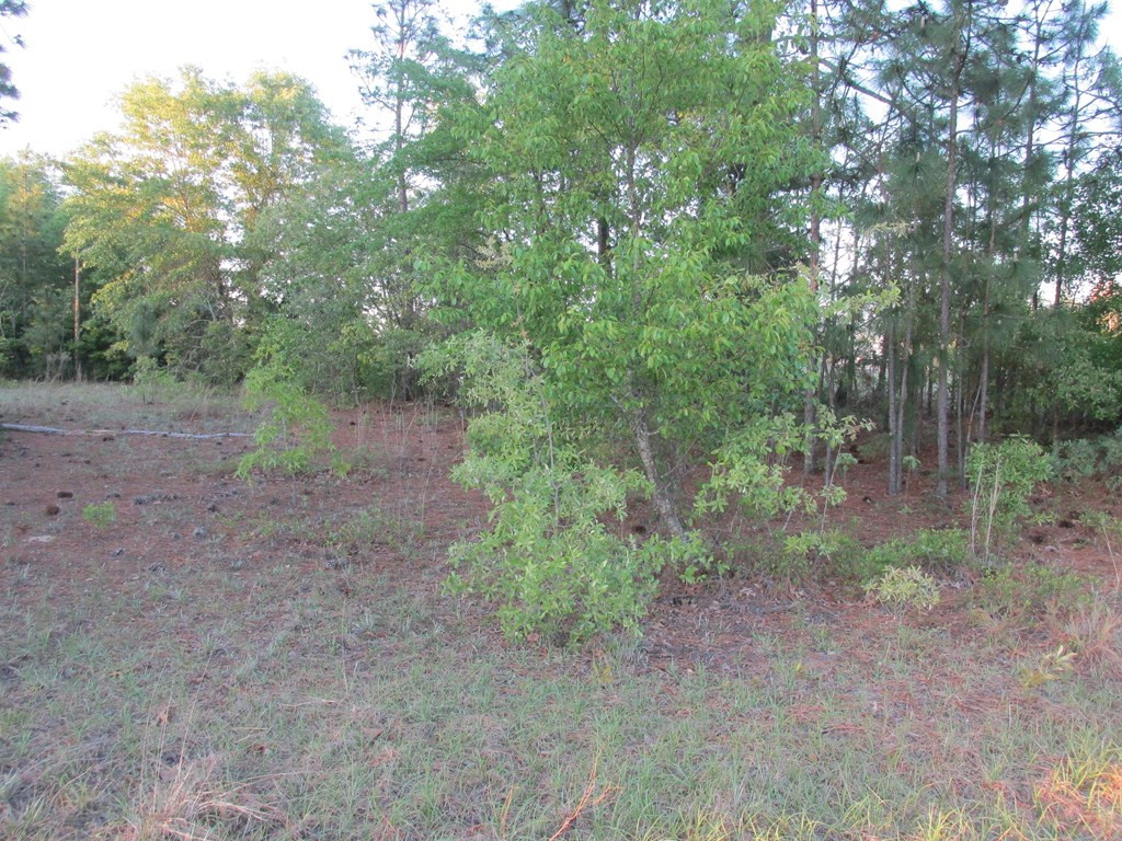 2063 Greenland Road Blythe, GA 30805 - Photo 6 of 6 Gallery Image 6