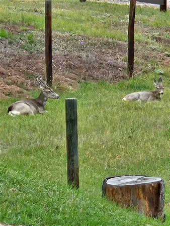 $775,000 | 13009 South Parker Avenue, Pine, CO 80470