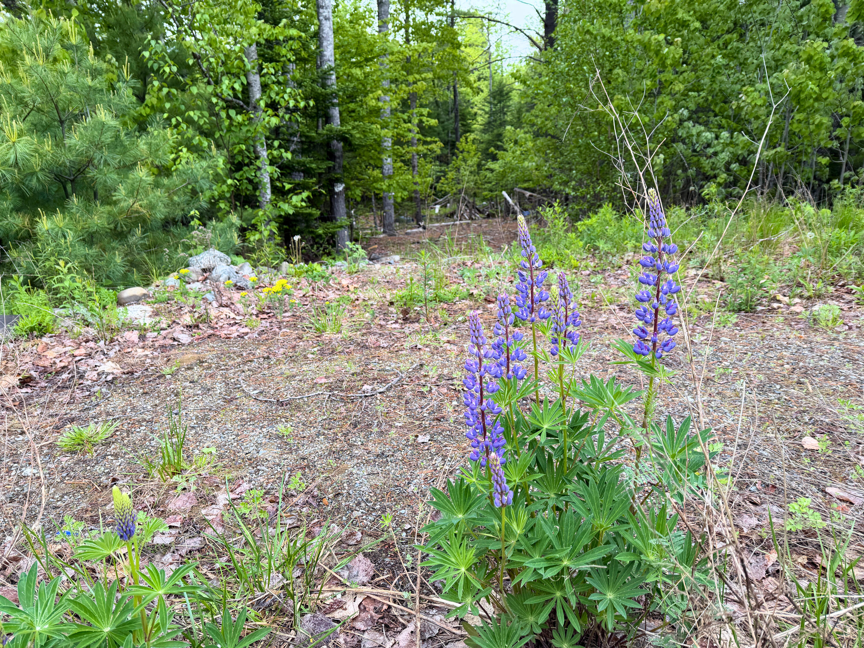 M19-l1 Airline Road Clifton, ME 04428 - Photo 4 of 9 adfb6055-66f3-452a-80f8-21688267e19a