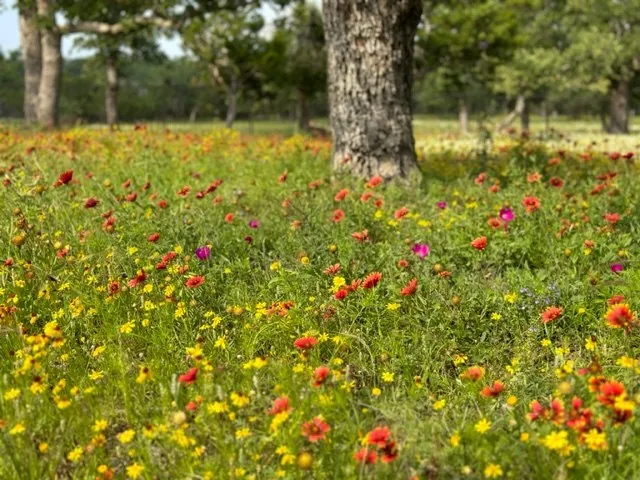 a view of yard with swimming pool