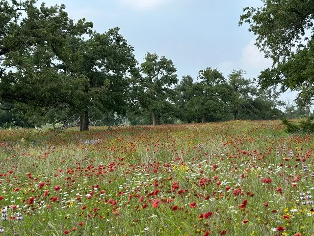a view of a green field