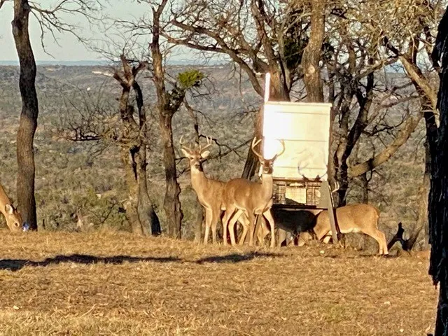 a view of a yard with wooden fence