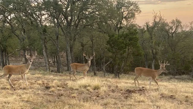 a view of a chairs and table in the backyard