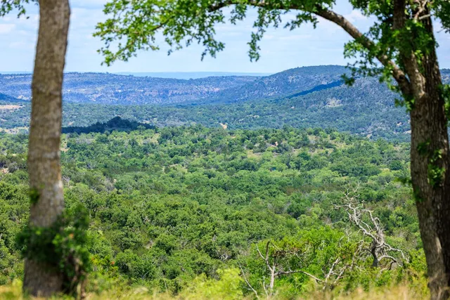 a view of a yard with an tree