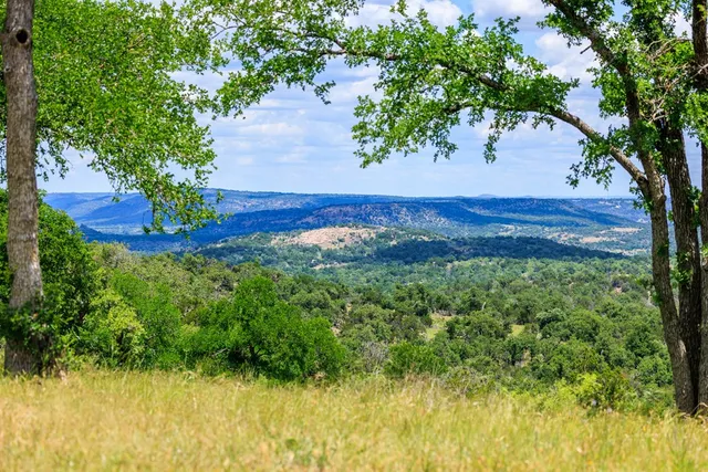 a view of a plant in a garden