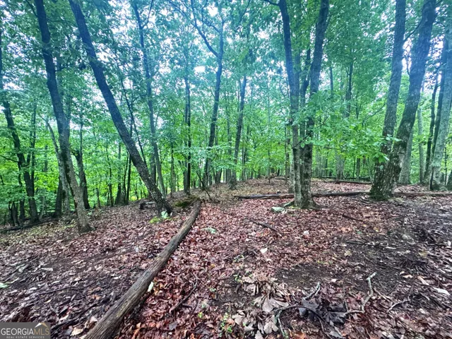 a view of a forest with trees in the background