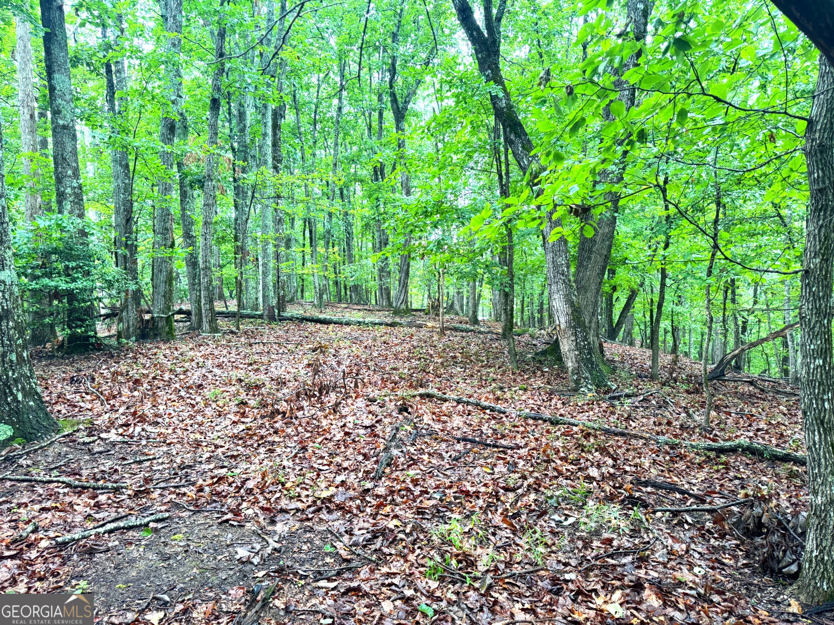 0 Planters Pointe Terrace Baldwin, GA 30511 - Photo 3 of 10 a view of a yard with plants and large trees