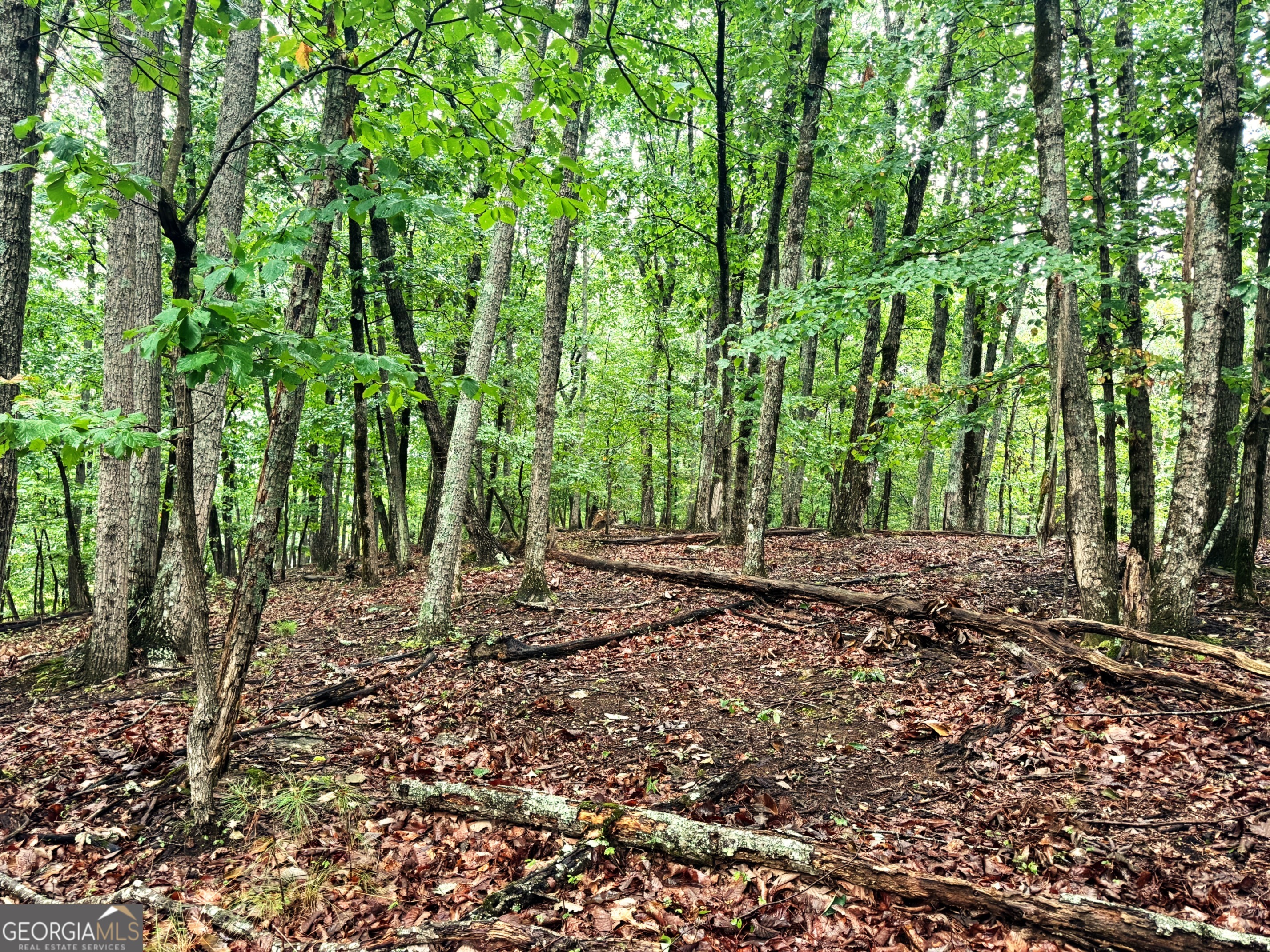 0 Planters Pointe Terrace Baldwin, GA 30511 - Photo 4 of 10 a view of a yard with plants and large trees