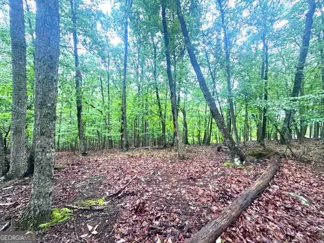 a view of a forest with trees