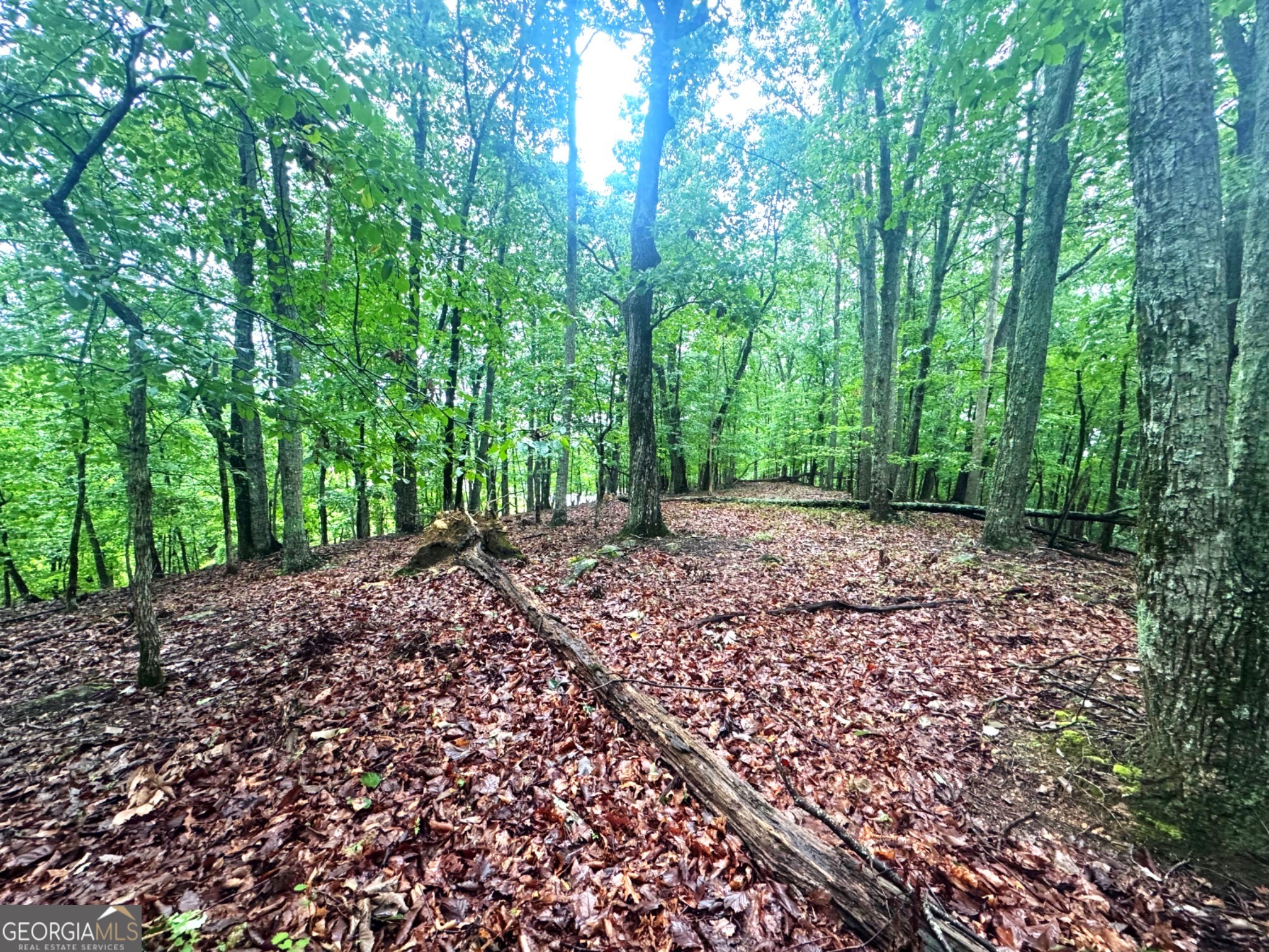 0 Planters Pointe Terrace Baldwin, GA 30511 - Photo 6 of 10 a view of a yard with plants and large trees